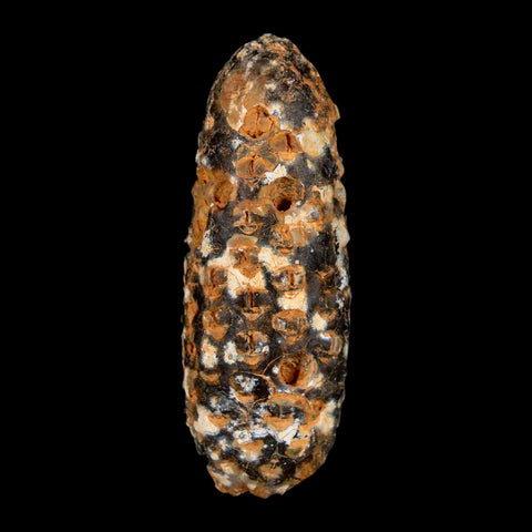 XL 2.3" Fossil Pine Cone Equicalastrobus Replaced By Agate Eocene Age Seeds Fruit - Fossil Age Minerals