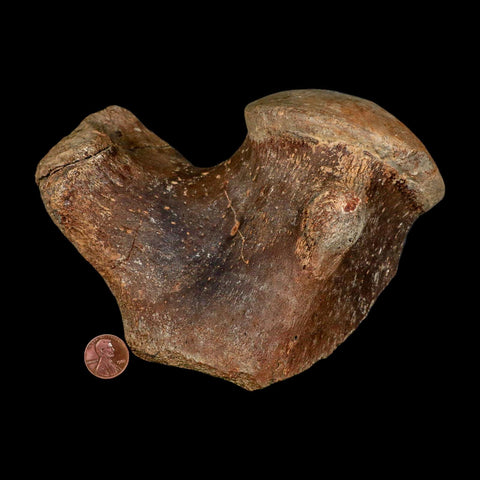 XL 5.8" Tylosaurus Mosasaur Fossil Vertebrae Cretaceous Dinosaur Era TX Ozan FM COA - Fossil Age Minerals