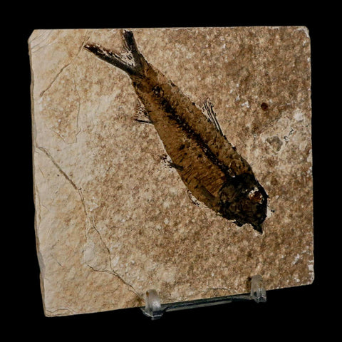 3.5" Knightia Eocaena Fossil Fish Green River FM Wyoming Eocene Age COA & Stand