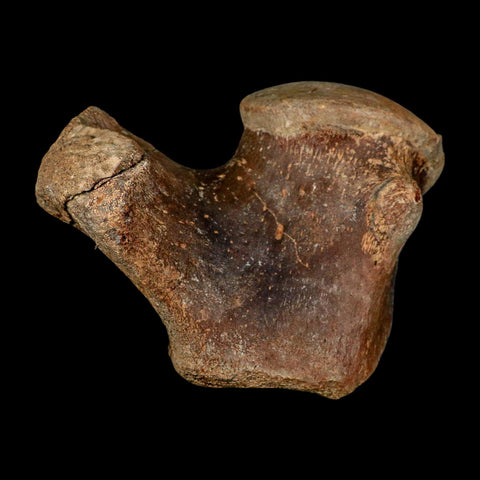 XL 5.8" Tylosaurus Mosasaur Fossil Vertebrae Cretaceous Dinosaur Era TX Ozan FM COA - Fossil Age Minerals