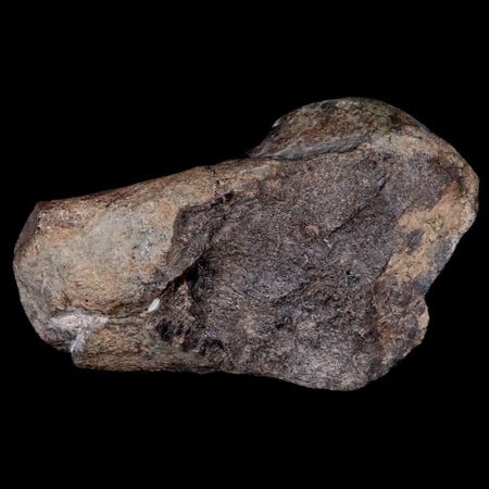 5.2" Hypacrosaurus Dinosaur Fossil Metatarsal Bone Two Medicine FM Montana COA