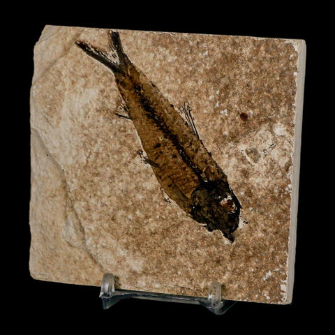 3.5" Knightia Eocaena Fossil Fish Green River FM Wyoming Eocene Age COA & Stand