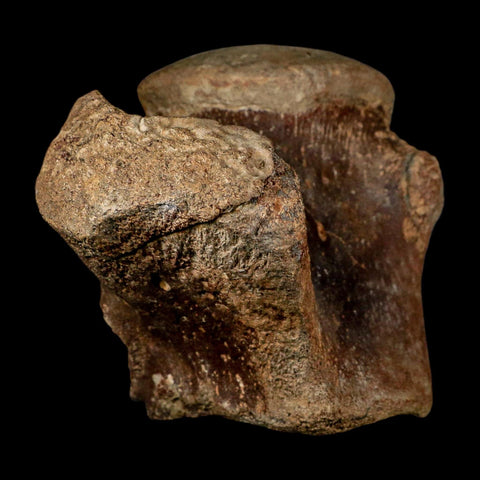 XL 5.8" Tylosaurus Mosasaur Fossil Vertebrae Cretaceous Dinosaur Era TX Ozan FM COA - Fossil Age Minerals
