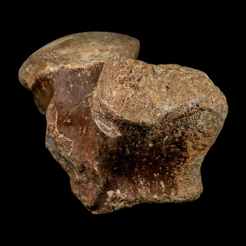 XL 5.8" Tylosaurus Mosasaur Fossil Vertebrae Cretaceous Dinosaur Era TX Ozan FM COA - Fossil Age Minerals