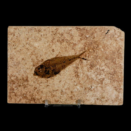 2.9" Diplomystus Dentatus Fossil Fish Green River FM WY Eocene Age COA, Stand