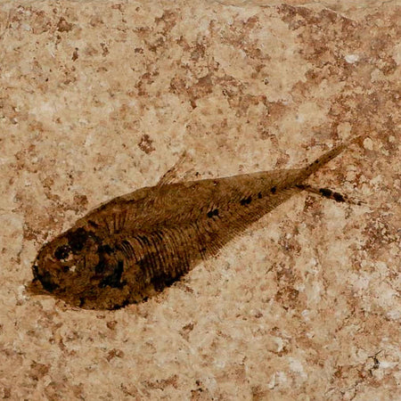 2.9" Diplomystus Dentatus Fossil Fish Green River FM WY Eocene Age COA, Stand