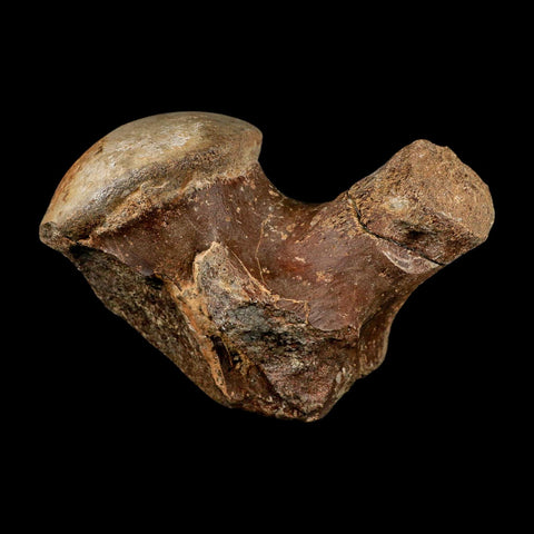 XL 5.8" Tylosaurus Mosasaur Fossil Vertebrae Cretaceous Dinosaur Era TX Ozan FM COA - Fossil Age Minerals