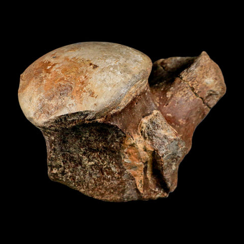 XL 5.8" Tylosaurus Mosasaur Fossil Vertebrae Cretaceous Dinosaur Era TX Ozan FM COA - Fossil Age Minerals