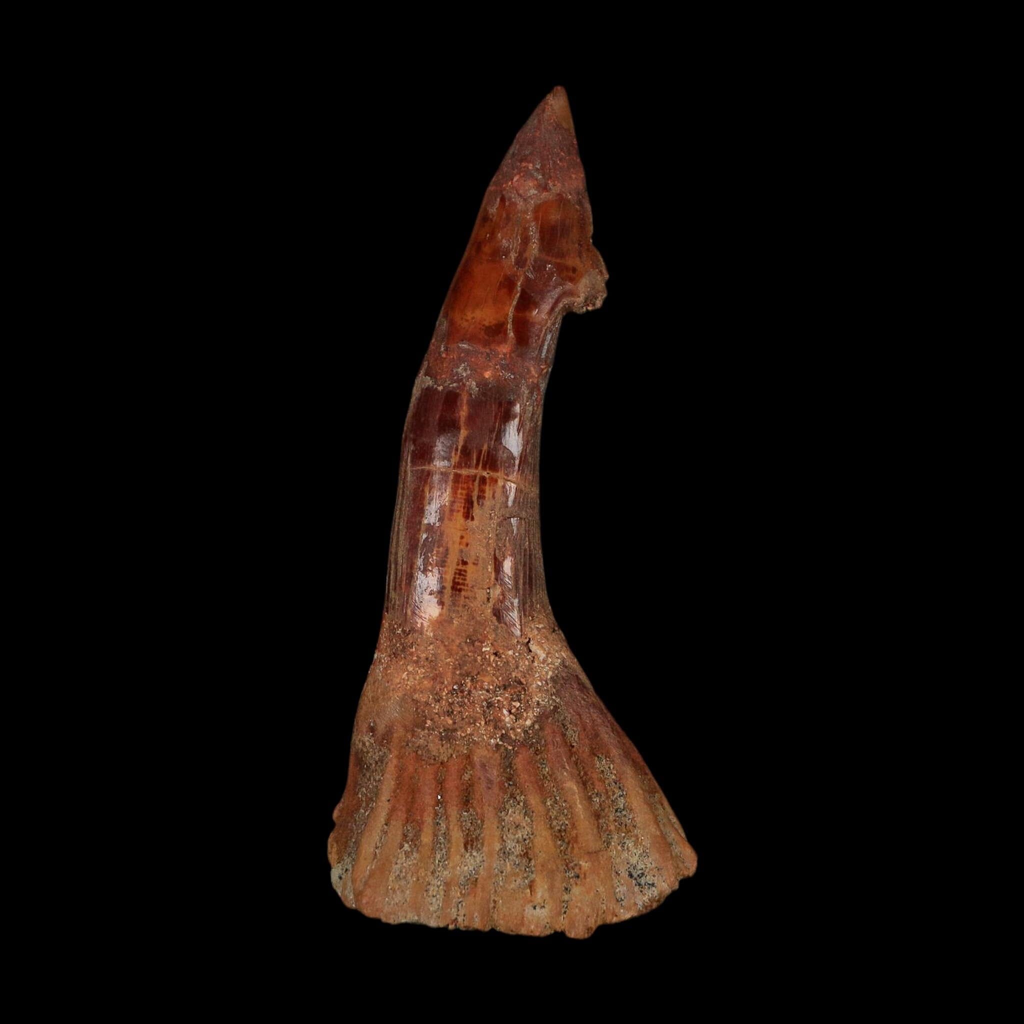XL 3" Sawfish Fossil Tooth Barb Onchopristis Numidus Cretaceous Dinosaur Era COA
