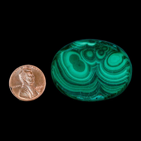 1.6" Dark Green Malachite Polished Palm Stone Mineral Specimen Republic of the Congo - Fossil Age Minerals