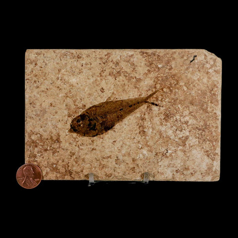 2.9" Diplomystus Dentatus Fossil Fish Green River FM WY Eocene Age COA, Stand