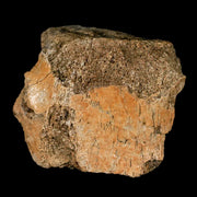 2.7" Edmontosaurus Fossil Vertebrae Bone Lance Creek FM Cretaceous Dinosaur WY