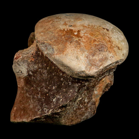 XL 5.8" Tylosaurus Mosasaur Fossil Vertebrae Cretaceous Dinosaur Era TX Ozan FM COA - Fossil Age Minerals