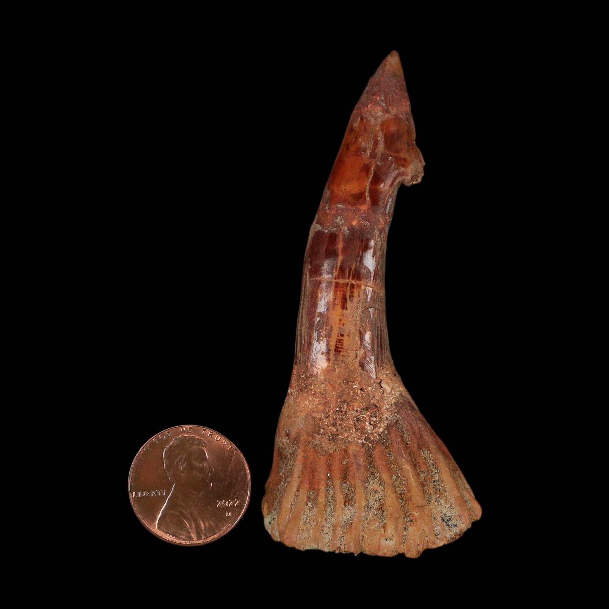 XL 3" Sawfish Fossil Tooth Barb Onchopristis Numidus Cretaceous Dinosaur Era COA