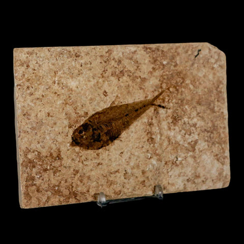 2.9" Diplomystus Dentatus Fossil Fish Green River FM WY Eocene Age COA, Stand