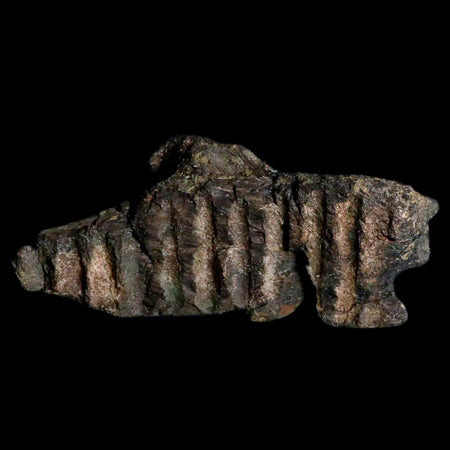 3.3" Hypacrosaurus Dinosaur Fossil Jaw Section Bone Two Medicine FM Montana COA