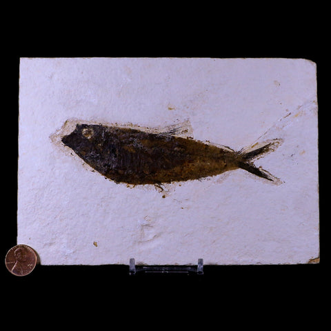 XL 5.1" Knightia Eocaena Fossil Fish Green River FM WY Eocene Age COA & Stand - Fossil Age Minerals
