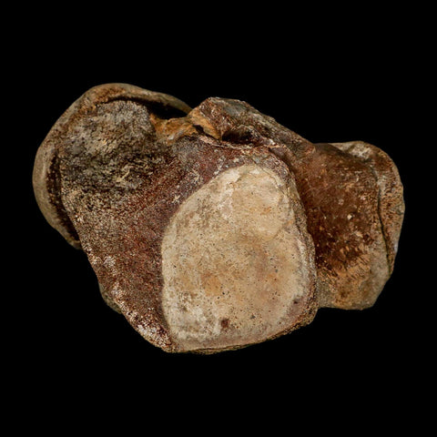 XL 5.8" Tylosaurus Mosasaur Fossil Vertebrae Cretaceous Dinosaur Era TX Ozan FM COA - Fossil Age Minerals