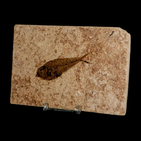 2.9" Diplomystus Dentatus Fossil Fish Green River FM WY Eocene Age COA, Stand
