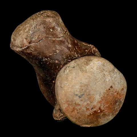 XL 5.8" Tylosaurus Mosasaur Fossil Vertebrae Cretaceous Dinosaur Era TX Ozan FM COA - Fossil Age Minerals