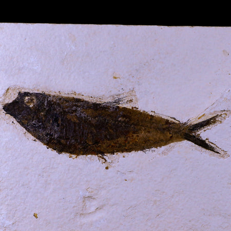 XL 5.1" Knightia Eocaena Fossil Fish Green River FM WY Eocene Age COA & Stand