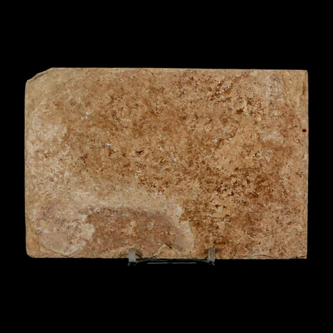 2.9" Diplomystus Dentatus Fossil Fish Green River FM WY Eocene Age COA, Stand