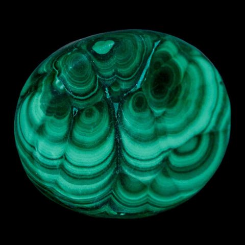 1.6" Dark Green Malachite Polished Palm Stone Mineral Specimen Republic of the Congo - Fossil Age Minerals