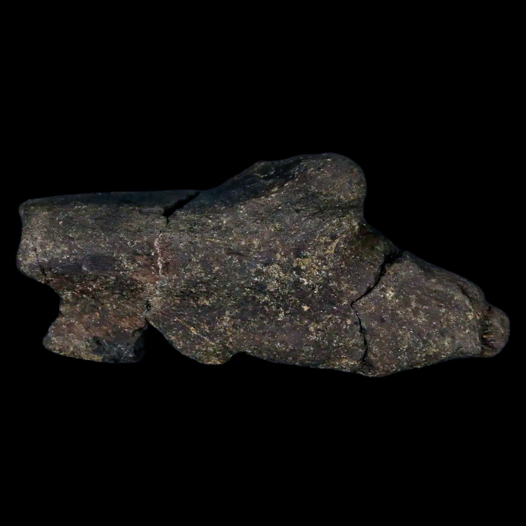 3.3" Hypacrosaurus Dinosaur Fossil Jaw Section Bone Two Medicine FM Montana COA - Fossil Age Minerals