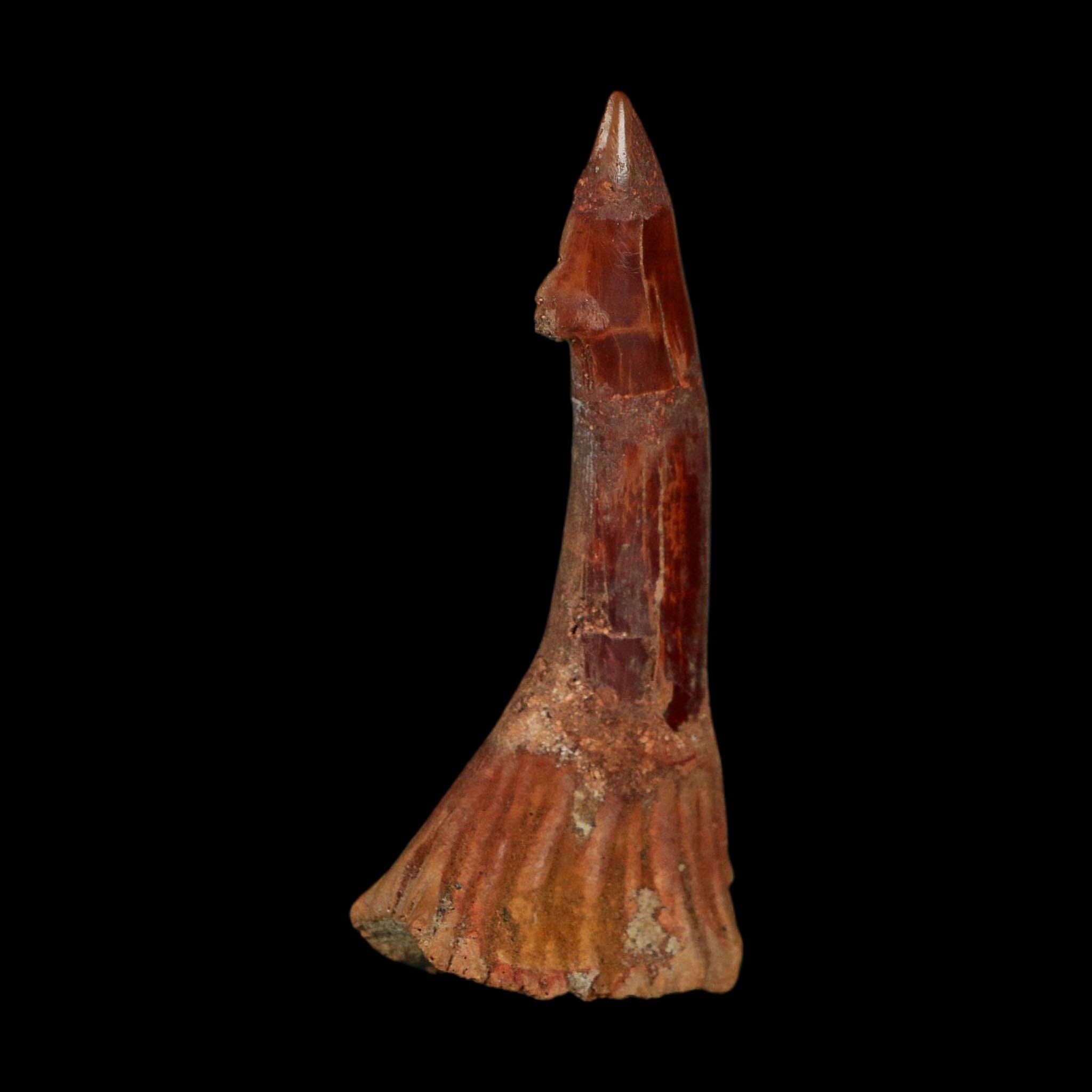 XL 3" Sawfish Fossil Tooth Barb Onchopristis Numidus Cretaceous Dinosaur Era COA