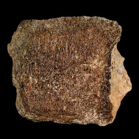 2.7" Edmontosaurus Fossil Vertebrae Bone Lance Creek FM Cretaceous Dinosaur WY