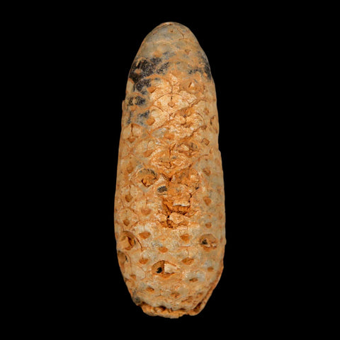 XXL 2.5" Fossil Pine Cone Equicalastrobus Replaced By Agate Eocene Age Seeds Fruit - Fossil Age Minerals