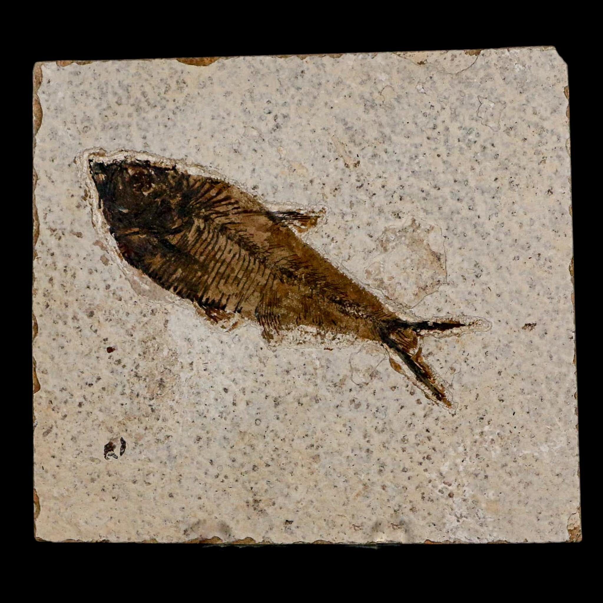 3.8" Diplomystus Dentatus Fossil Fish Green River FM WY Eocene Age COA, Stand - Fossil Age Minerals