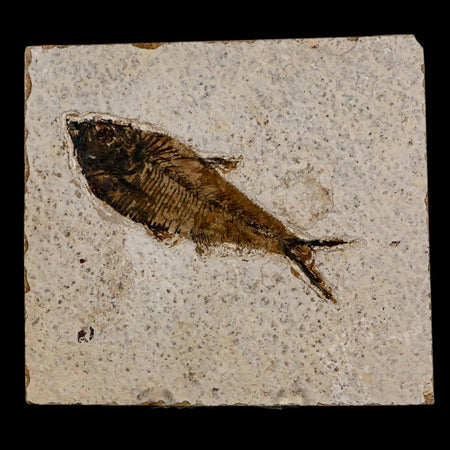 3.8" Diplomystus Dentatus Fossil Fish Green River FM WY Eocene Age COA, Stand