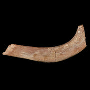 5.3" Pachycephalosaurus Fossil Rib Bone Cretaceous Dinosaur Lance Creek WY COA