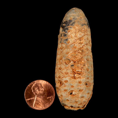 XXL 2.5" Fossil Pine Cone Equicalastrobus Replaced By Agate Eocene Age Seeds Fruit - Fossil Age Minerals