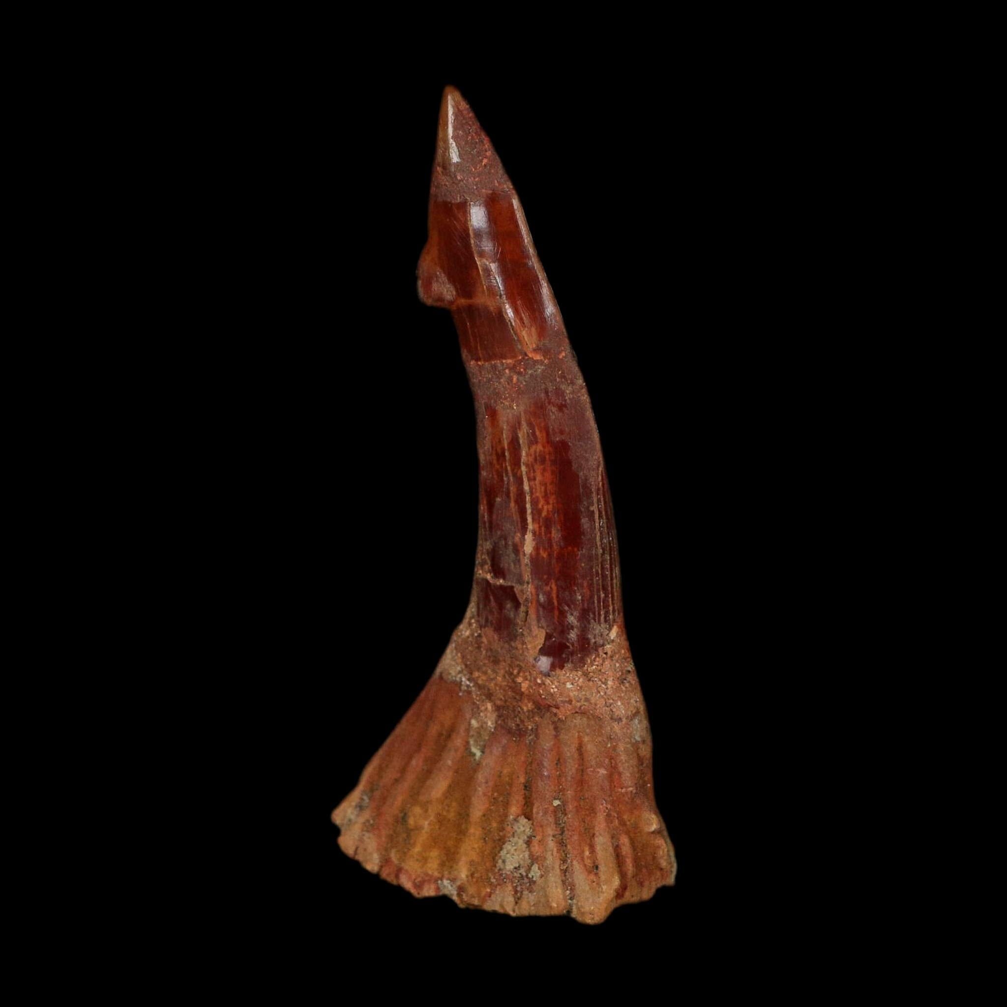 XL 3" Sawfish Fossil Tooth Barb Onchopristis Numidus Cretaceous Dinosaur Era COA