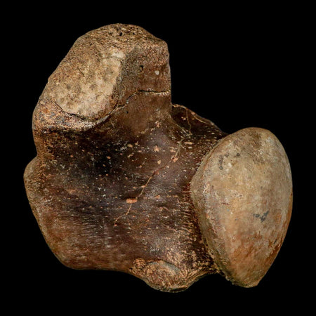 XL 5.8" Tylosaurus Mosasaur Fossil Vertebrae Cretaceous Dinosaur Era TX Ozan FM COA