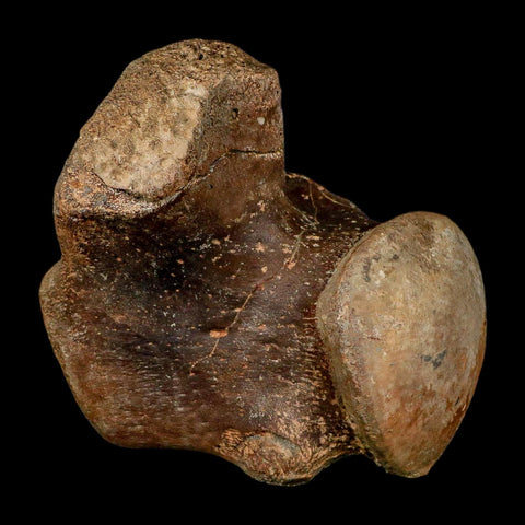 XL 5.8" Tylosaurus Mosasaur Fossil Vertebrae Cretaceous Dinosaur Era TX Ozan FM COA - Fossil Age Minerals