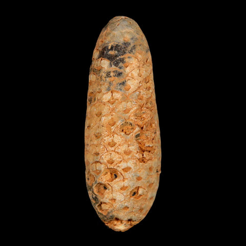 XXL 2.5" Fossil Pine Cone Equicalastrobus Replaced By Agate Eocene Age Seeds Fruit - Fossil Age Minerals