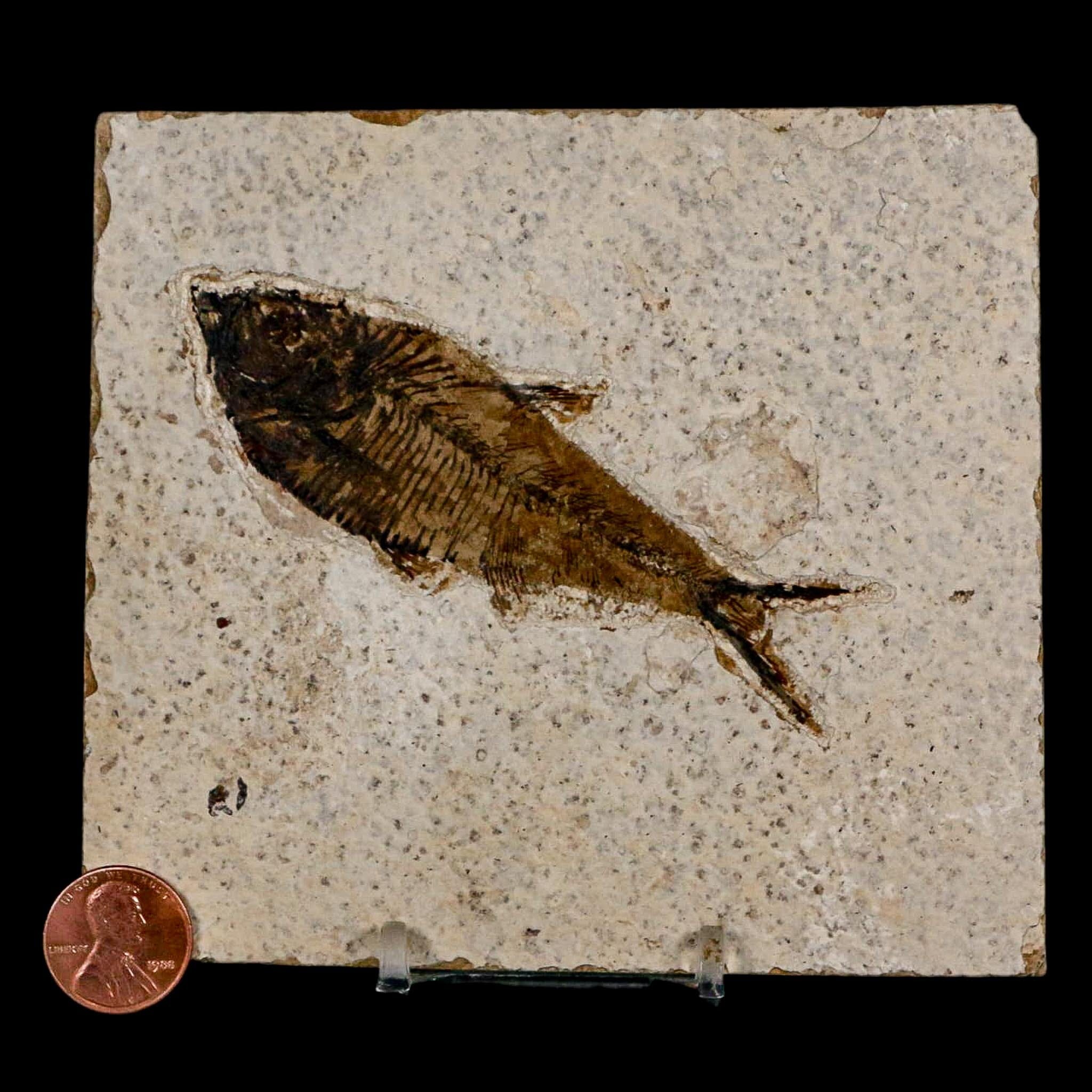 3.8" Diplomystus Dentatus Fossil Fish Green River FM WY Eocene Age COA, Stand - Fossil Age Minerals