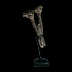 Diplodocus Fossil Collection