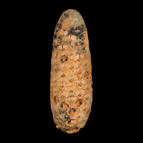 XXL 2.5" Fossil Pine Cone Equicalastrobus Replaced By Agate Eocene Age Seeds Fruit - Fossil Age Minerals