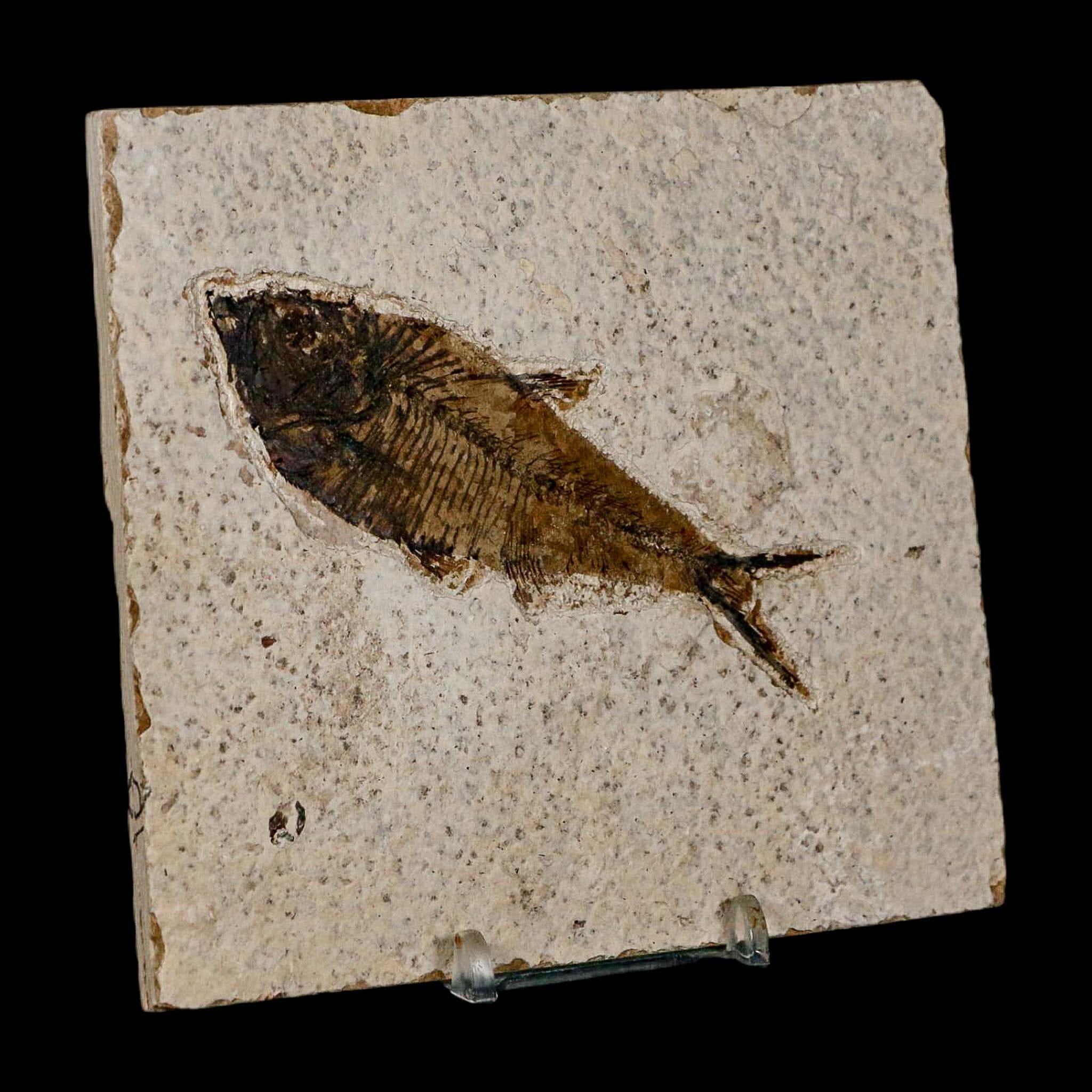 3.8" Diplomystus Dentatus Fossil Fish Green River FM WY Eocene Age COA, Stand - Fossil Age Minerals