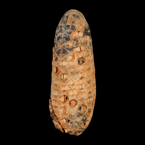 XXL 2.5" Fossil Pine Cone Equicalastrobus Replaced By Agate Eocene Age Seeds Fruit - Fossil Age Minerals