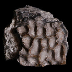 Koskinonodon Metoposaur Fossils