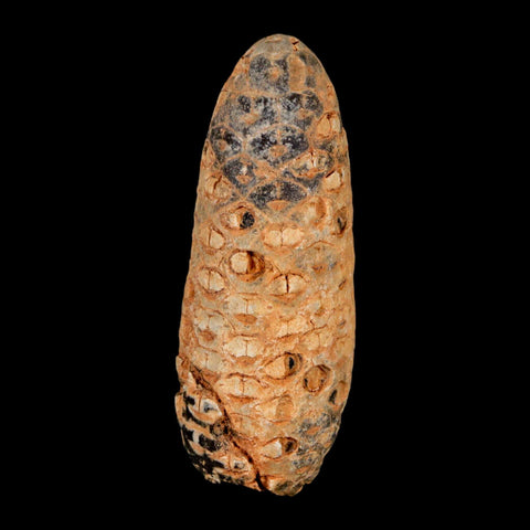 XXL 2.5" Fossil Pine Cone Equicalastrobus Replaced By Agate Eocene Age Seeds Fruit - Fossil Age Minerals