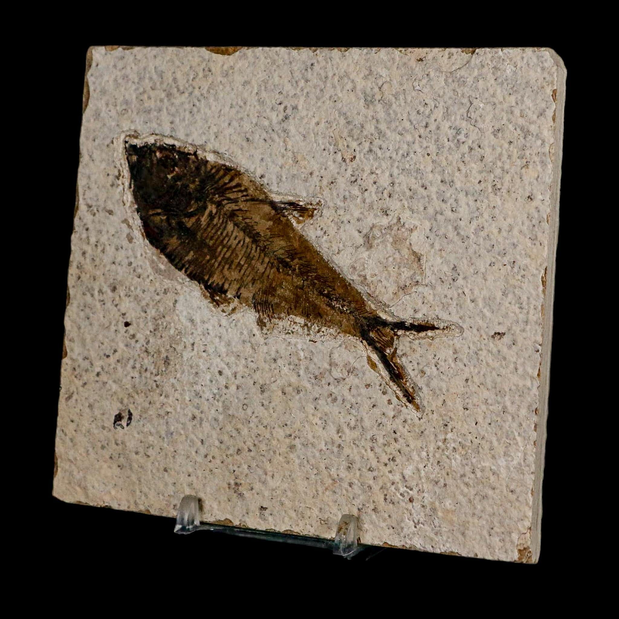 3.8" Diplomystus Dentatus Fossil Fish Green River FM WY Eocene Age COA, Stand - Fossil Age Minerals