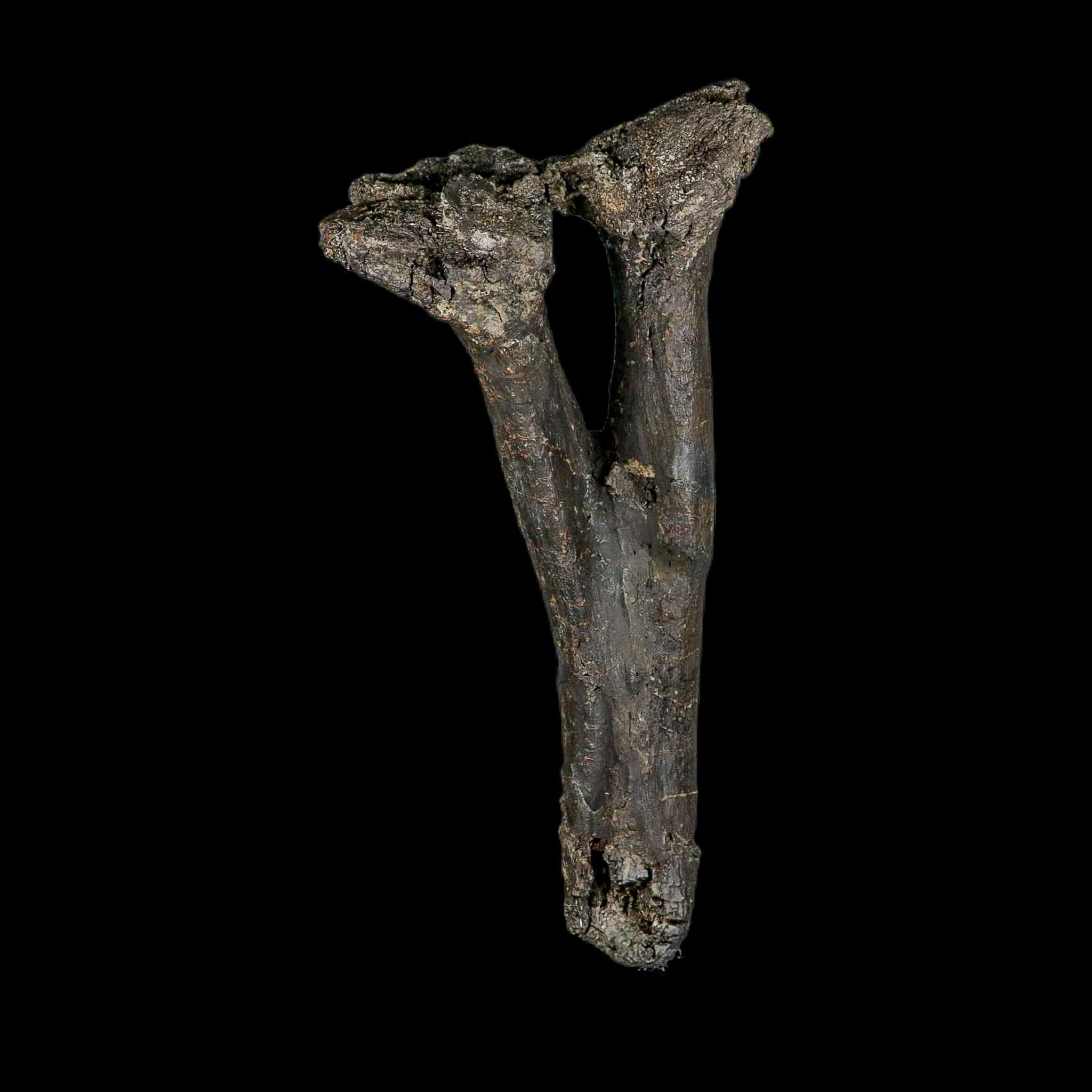 8.4" Diplodocus Dinosaur Fossil Chevron Bone Morrison FM WY Jurassic Age COA Stand - Fossil Age Minerals