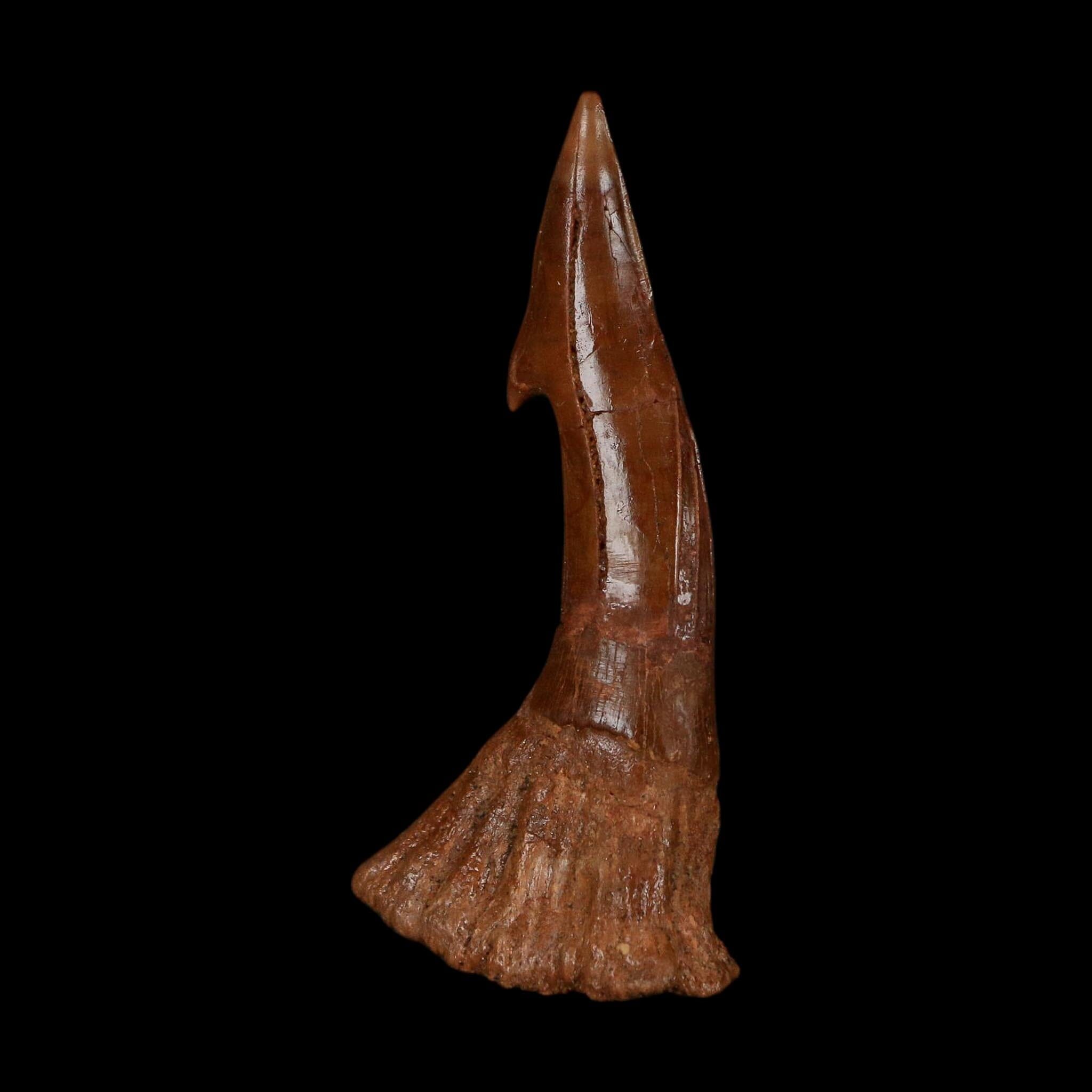 XL 2.7" Sawfish Fossil Tooth Barb Onchopristis Numidus Cretaceous Dinosaur Era COA