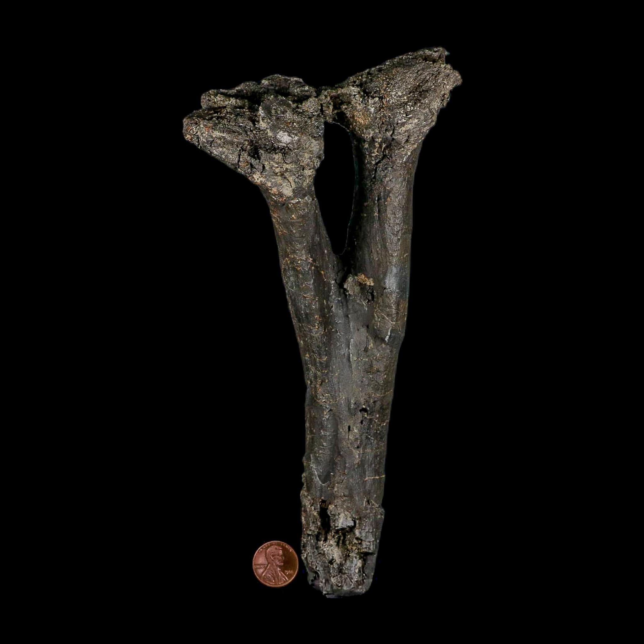 8.4" Diplodocus Dinosaur Fossil Chevron Bone Morrison FM WY Jurassic Age COA Stand - Fossil Age Minerals